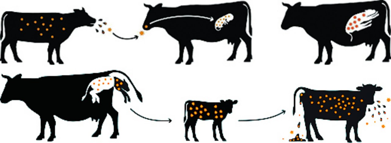 Infiziert sich eine tragende Kuh mit BVD, wird ein dauerhaft virus-ausscheidendes Kalb geboren. (Grafik Veterinäramt Kanton Bern)