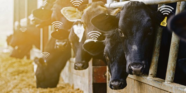 Ein bekanntes Bild: Rinder mit Ohrenmarken. Die Rückverfolgbarkeit wird durch die Tierverkehrsdatenbank gewährleistet. Die Betreiberin macht heute noch vieles mehr.(Bild Fotolia)