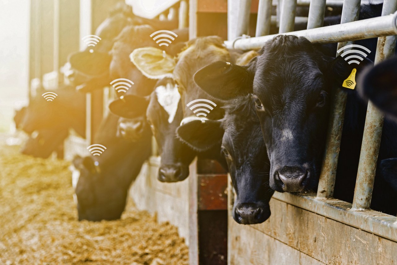 Ein bekanntes Bild: Rinder mit Ohrenmarken. Die Rückverfolgbarkeit wird durch die Tierverkehrsdatenbank gewährleistet. Die Betreiberin macht heute noch vieles mehr.(Bild Fotolia)