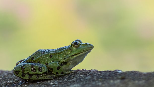 Verschärfte Deklarationspflicht für Froschschenkel, aber nicht für Fleisch aus Massentierhaltung Pro Jahr werden über 20'000 Tonnen Fleisch in die Schweiz importiert. Die Menge an Froschschenkeln dürfte angesichts der tieferen Beliebtheit kleiner sein. (Bild Pixabay)
