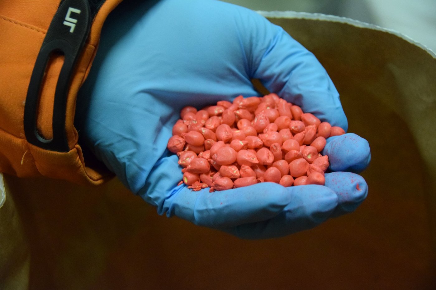 Saatgutproduzenten bieten Maissaatgut entweder mit Mesurol oder Korit gebeizt an. Beides sieht farblich gleich aus. (Bild Jasmine Baumann)