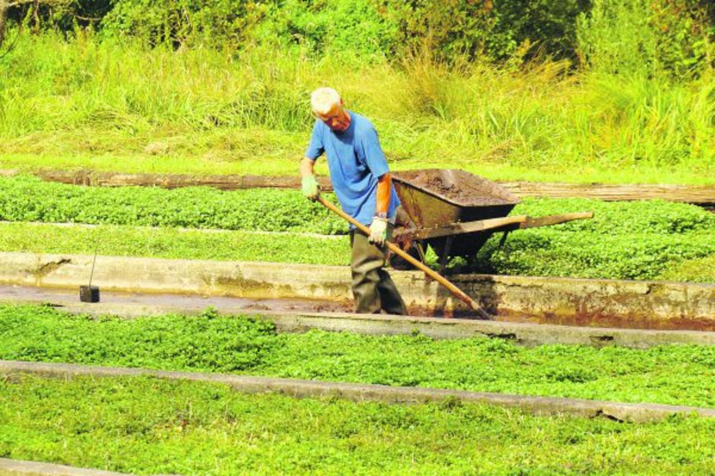Mathias Motzet legt Hand an. Brunnenkresse wächst am Grund von Quellwässern, Bächen und Gräben. Ausser während der Blütezeit im Juni und Juli lässt sich ganzjährig ernten. (Bild Stiftung Wasserland Oberaargau)