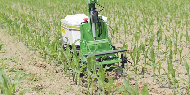 Auch für Hackarbeiten stehen mittlerweile verschiedene Roboter zur Verfügung. Hier der Naïo im Einsatz bei Mais. (Bild Beat Schmid)