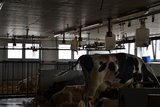 Im Pateinten-Stall stehen mehrere Kühe mit einem Operationsschritt an der Seite. Dieser ist typisch für eine behandelte Labmagen-Verlagerung. (Bild jsc) 