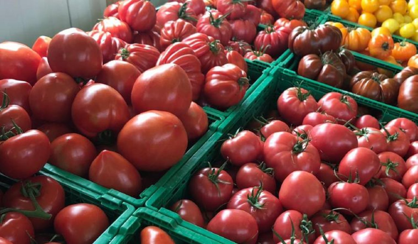 Die Schweizer Tomaten stehen ab sofort für die Konsumenten bereit. (zVg VSGP)