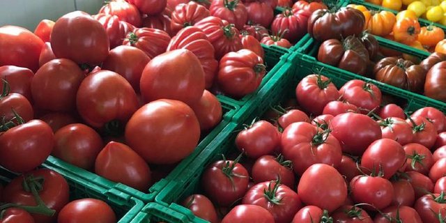 Die Schweizer Tomaten stehen ab sofort für die Konsumenten bereit. (zVg VSGP)