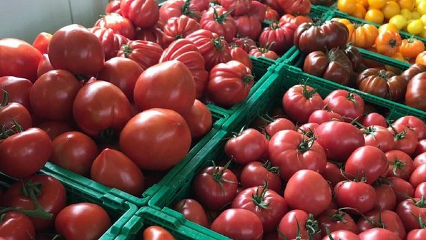 Die Schweizer Tomaten stehen ab sofort für die Konsumenten bereit. (zVg VSGP)