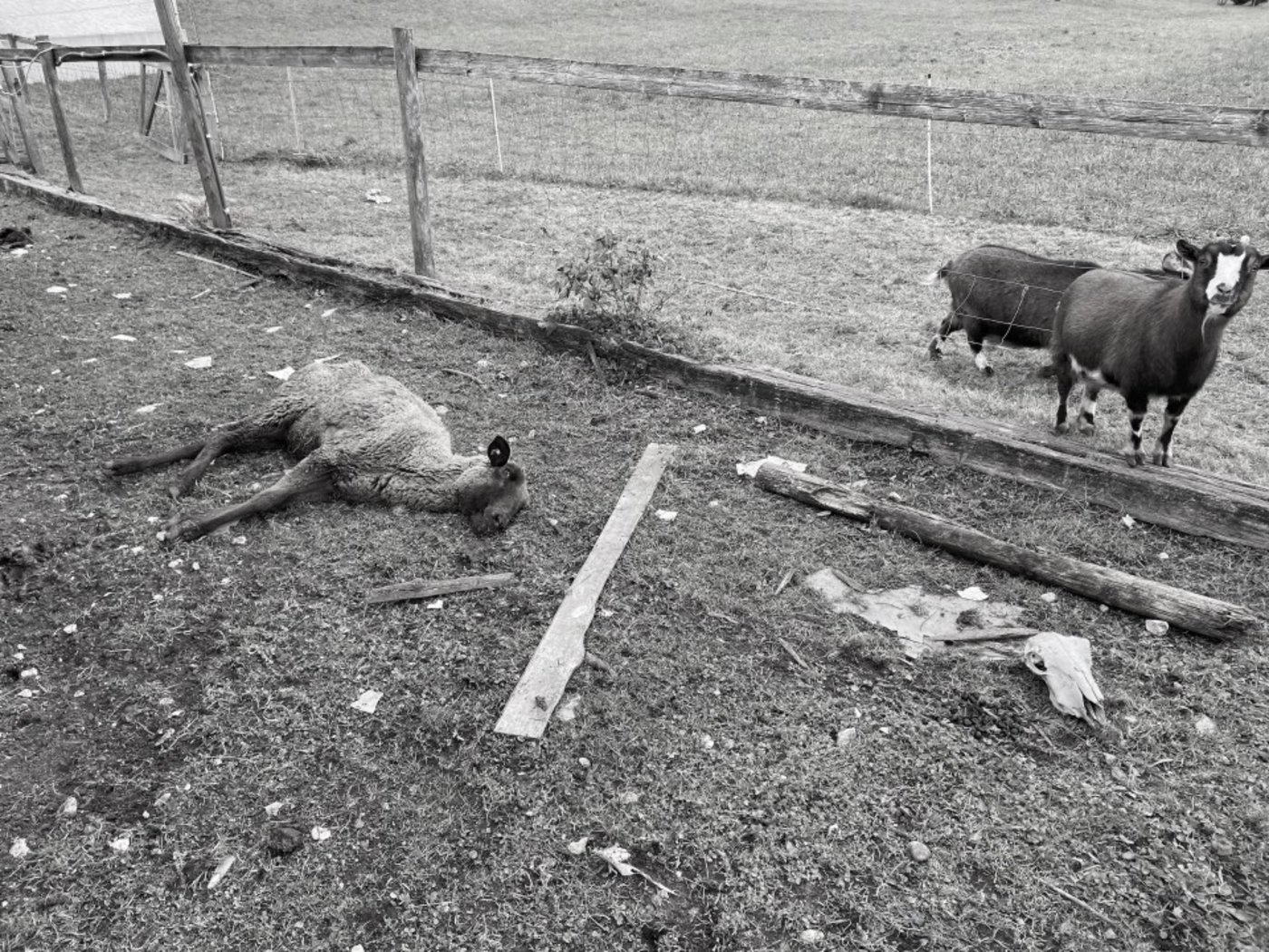 Der Argumentation des Gerichts zufolge genügt die Gefahr von Tierleben nicht als Begründung für eine Haft oder eine Entlassung mit Haltungsverbot. (Bild Kapo AG)
