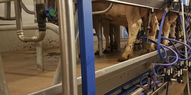 In der Schweiz war die Milchmenge, die im ersten Quartal 2021 in Verkehr gebracht wurde, etwas niedriger als im gleichen Zeitraum 2020. (Bild ji)