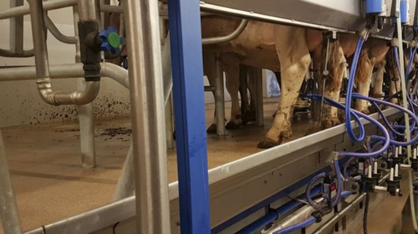 In der Schweiz war die Milchmenge, die im ersten Quartal 2021 in Verkehr gebracht wurde, etwas niedriger als im gleichen Zeitraum 2020. (Bild ji)