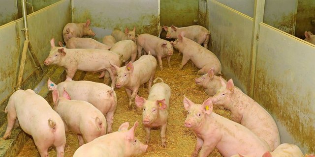 Lange Vorlaufzeiten prägen die Schweineproduktion. Wer früh erkennt, wie sich das Schlachtaufkommen entwickelt, kann besser reagieren.Bild: Peter Röthlisberger