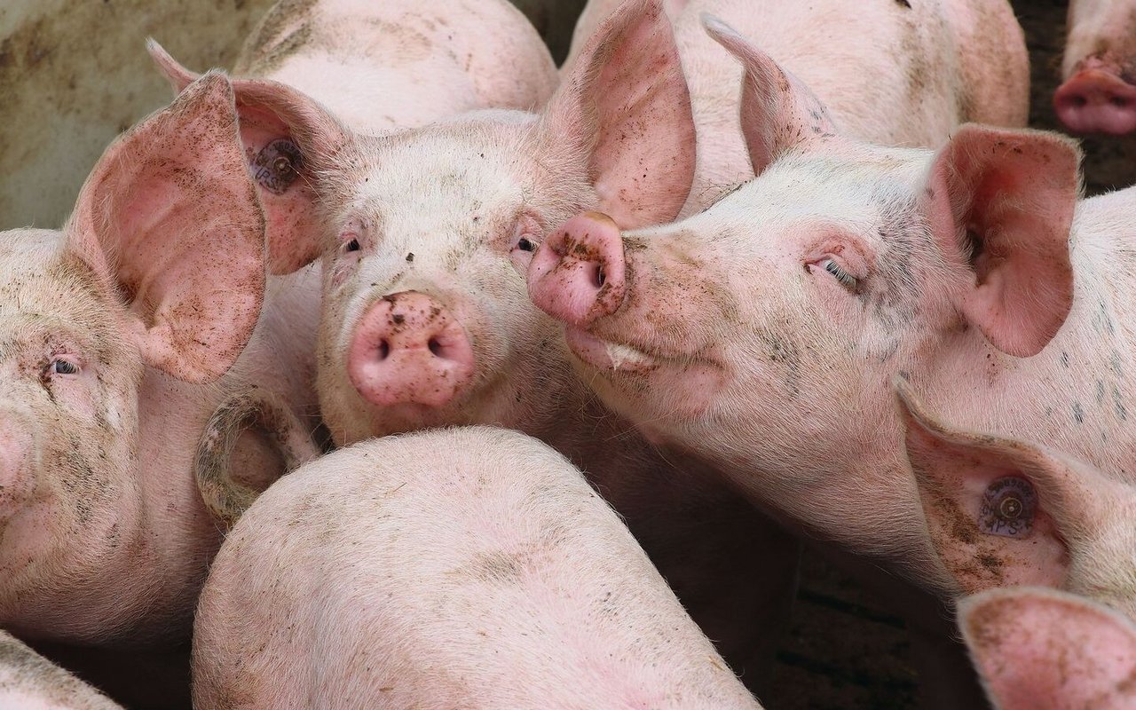 Gerüche aus der Tierhaltung lassen sich nicht vollständig verhindern, aber mit sinnvollen Massnahmen reduzieren. 