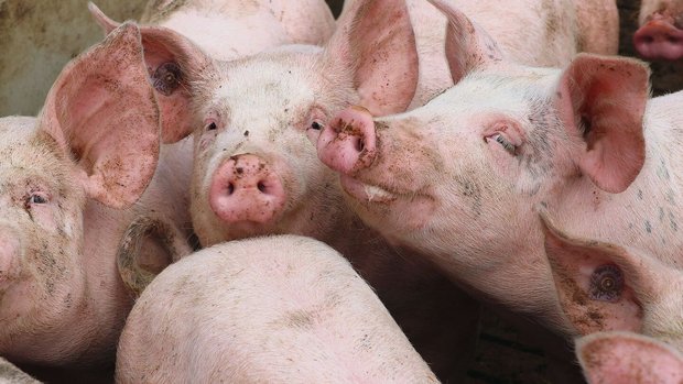 Gerüche aus der Tier Gerüche aus der Tierhaltung lassen sich nicht vollständig verhindern, aber mit sinnvollen Massnahmen reduzieren.