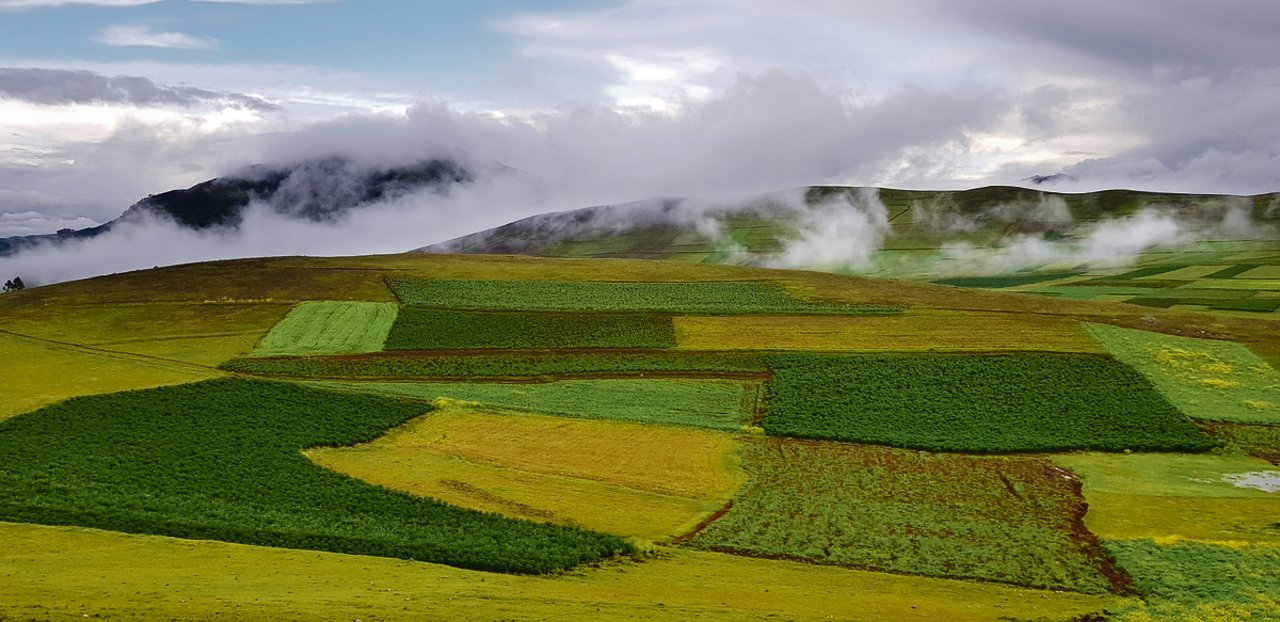 Die Landwirtschaft in Peru ist geprägt von den sehr unterschiedlichen Klimazonen. Ackerbau dient oft auch der Selbstversorgung und wird teils auf kleinsten Äckern praktiziert.