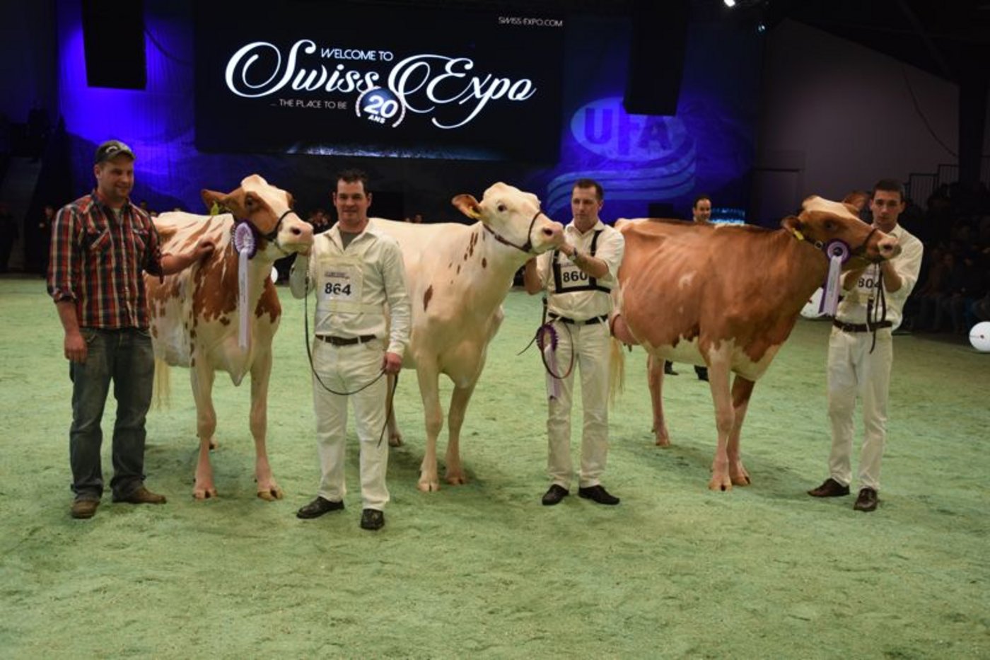 Intermediate Champion (links): Kolly-JL Vincent Coucoula, Lionel und Jean-Louis Kolly, Pont-la-Ville.  Indermediate Reserve Champion: Savage Pasteque (Mitte), Roger Frossard, Les Pommerats.  Mention Honorable: Majoric Texas Tamara (links), Frédéric Overney und Söhne, Rueyres-Treyfayes. (Bilder Peter Fankhauser)