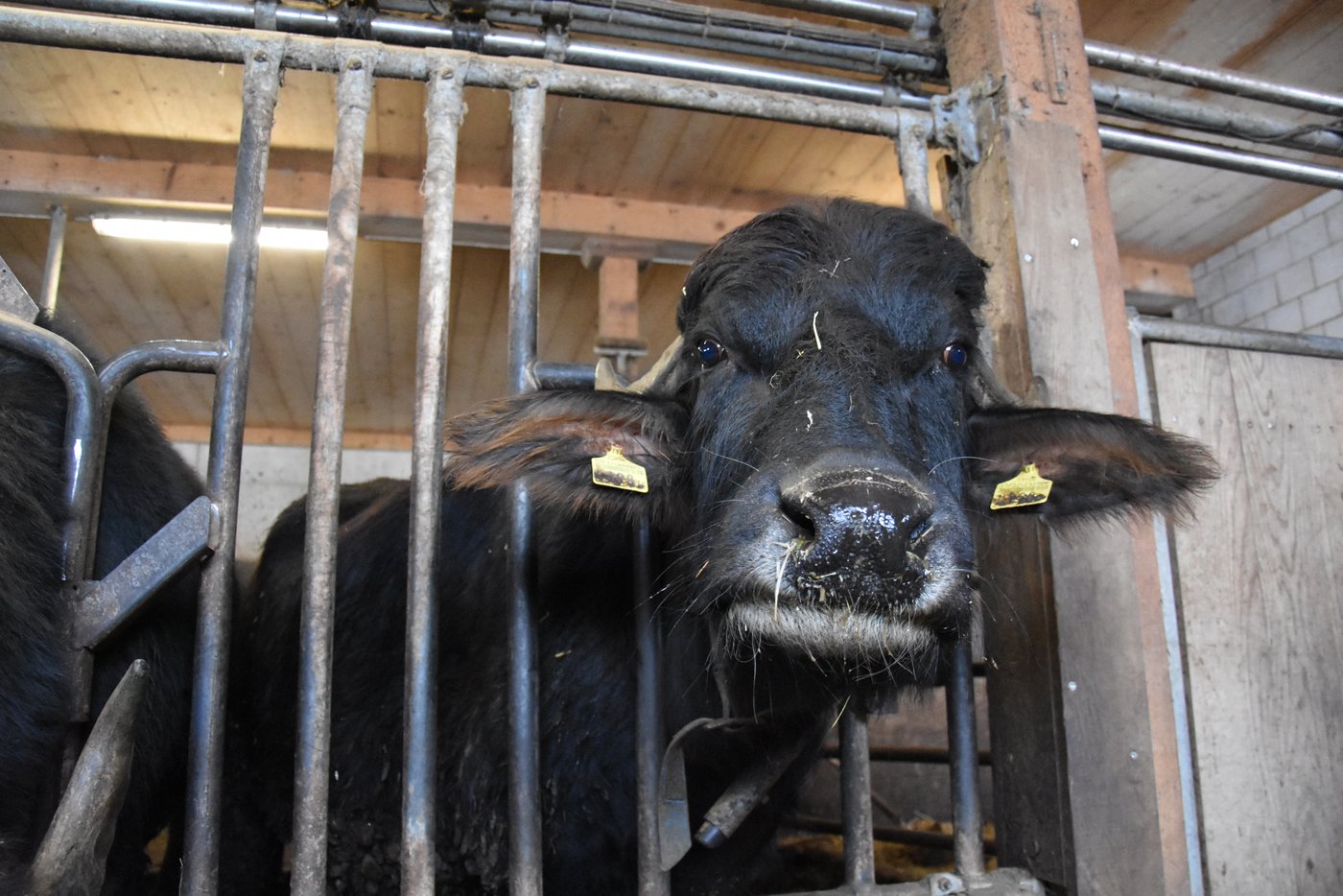 Wasserbüffel sind sehr personenbezogene Tiere. Auf neue Sachen wirken sie zuerst skeptisch. (Bild BaunerZeitung/sjh)
