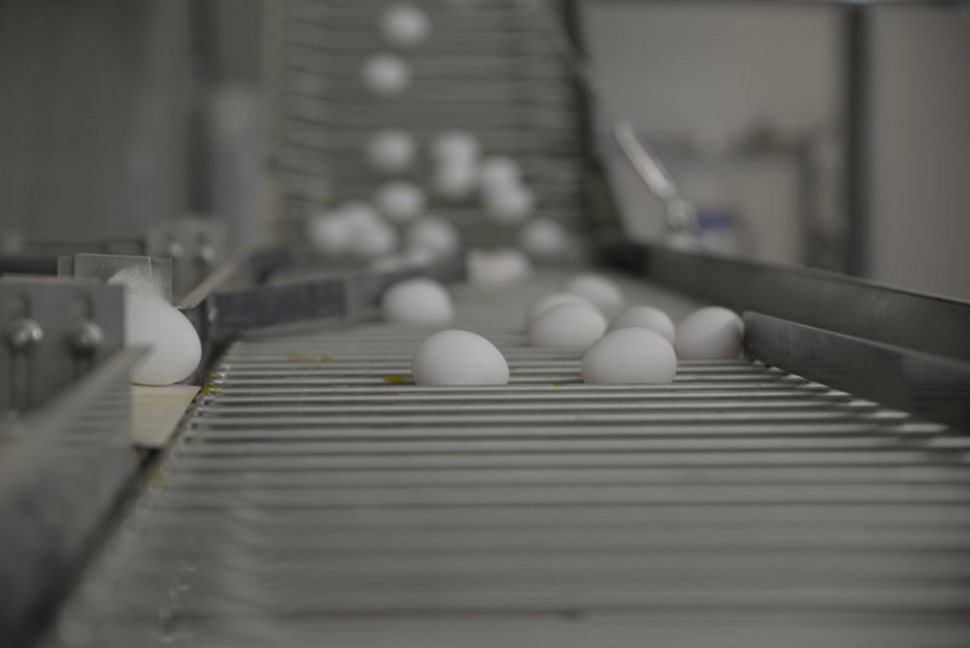 Weil die Hühnerhalter mehr Freilandeier produzieren als verkauft werden, werden diese kurzerhand als «aus Bodenhaltung» umdeklariert.(Bild Aline Küenzi/die grüne)