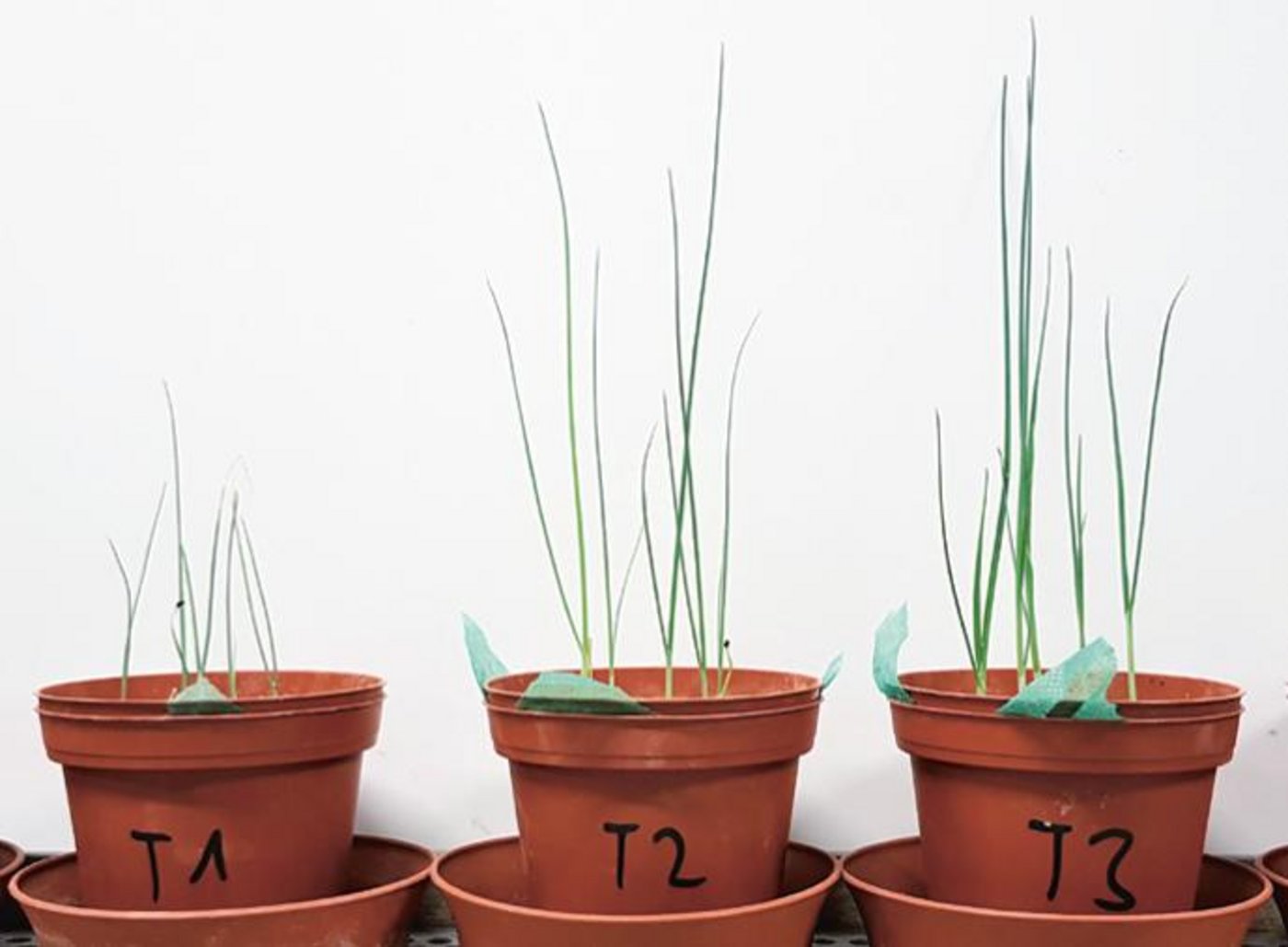 Lauchpflänzchen ohne (links) und mit zwei unterschiedlichen Dosierungen einer Mischung von Bodenmikroorganismen. In den Töpfen herrscht ein Phosphatmangel, weshalb der Lauch deutlich sichtbar von der Hilfe der Bakterien und/oder Pilze profitiert. (Bild Faktenblatt FiBL)