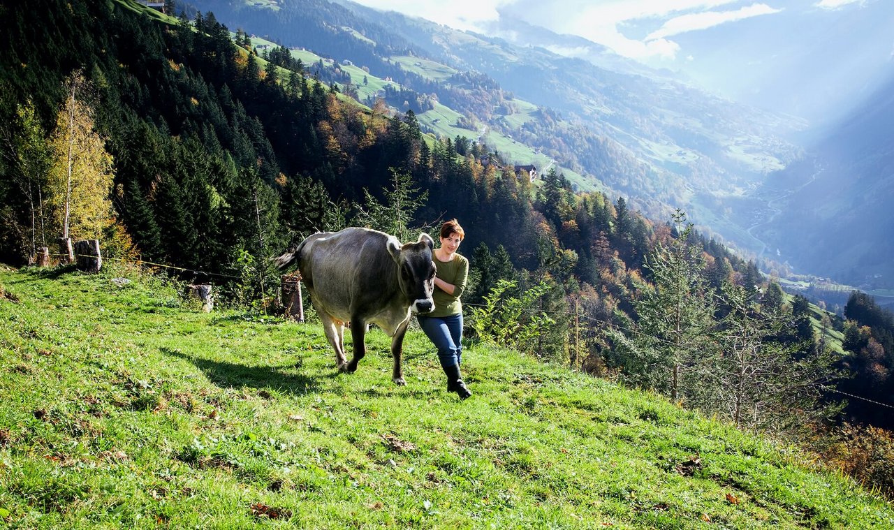 Landfrauenküche 2019 - Theres Marty Foto-Shooting mit einer Kuh (Bild: SRF/Ueli Christoffel)