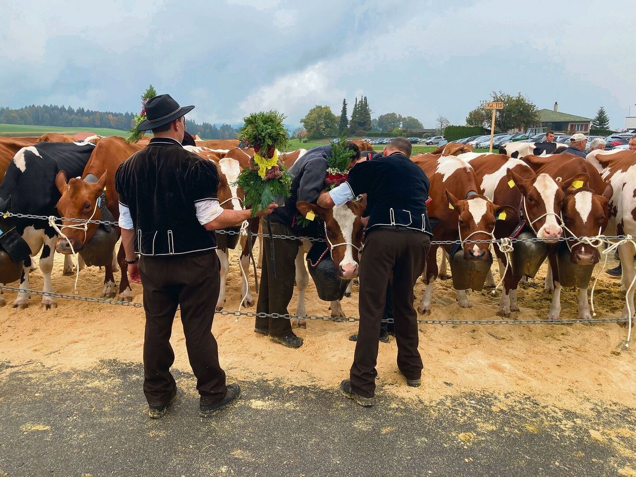 Zum Abzügeln wurden die Kühe schön geschmückt.