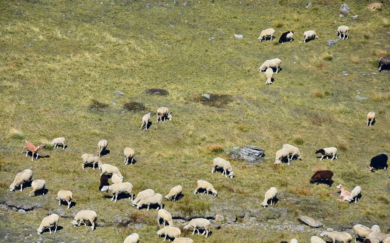 Das Treiben der Schafe und Ziegen: Eine solche Sommerarbeit mit Hund und Herde steht für idyllische Romantik – ist aber harte Arbeit.