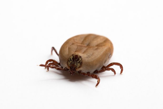 Zecken sind Überträger der Krankheiten Lyme-Borreliose und Frühsommer-Meningoenzephalitis. (Bild Fotolia)