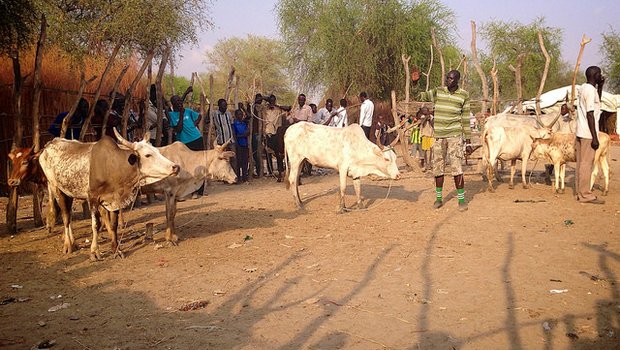  Hirten in Lankien im Südsudan müssen ihr Vieh verkaufen, damit sie sich Essen kaufen können. (Bild Aimée Brown/Oxfam/CC BY 2.0)