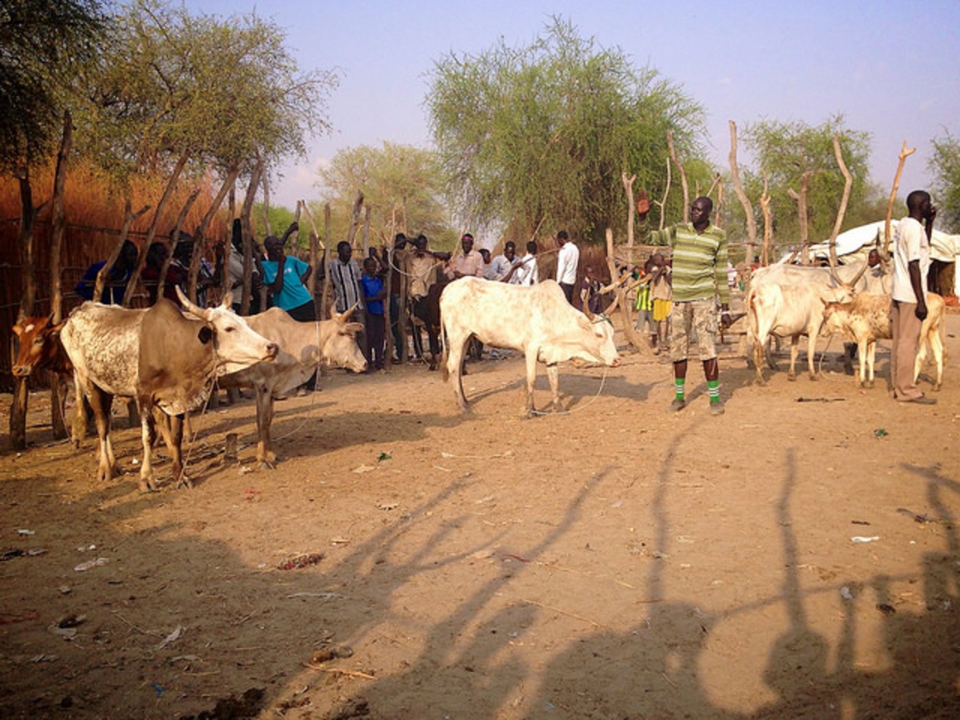  Hirten in Lankien im Südsudan müssen ihr Vieh verkaufen, damit sie sich Essen kaufen können. (Bild Aimée Brown/Oxfam/CC BY 2.0)
