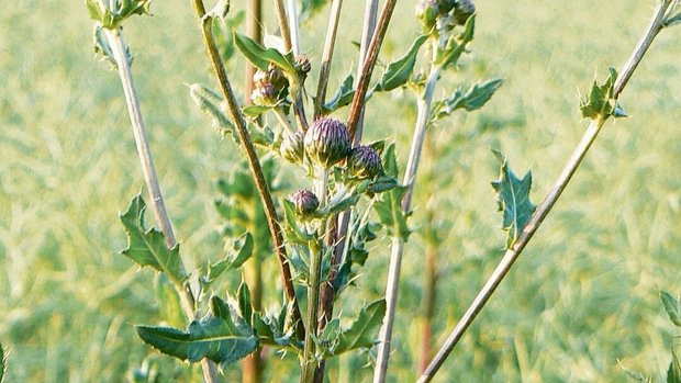 Die Ackerkratzdistel Die Ackerkratzdistel, obwohl eigentlich kein Neophyt, gehört zu den acht prioritären Problempflanzen im Aargau.