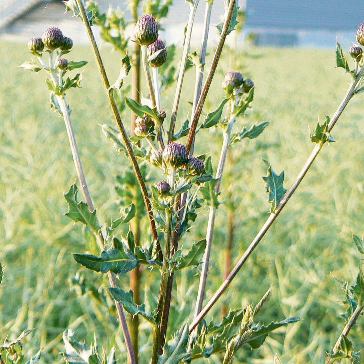 Die Ackerkratzdistel, obwohl eigentlich kein Neophyt, gehört zu den acht prioritären Problempflanzen im Aargau. 