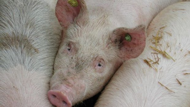 Einige Schweine erzielen mit weniger Proteinen gleiche Leistungen. (Bild BauZ)