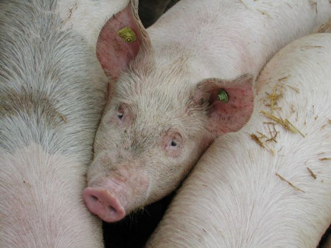 Einige Schweine erzielen mit weniger Proteinen gleiche Leistungen. (Bild BauZ)