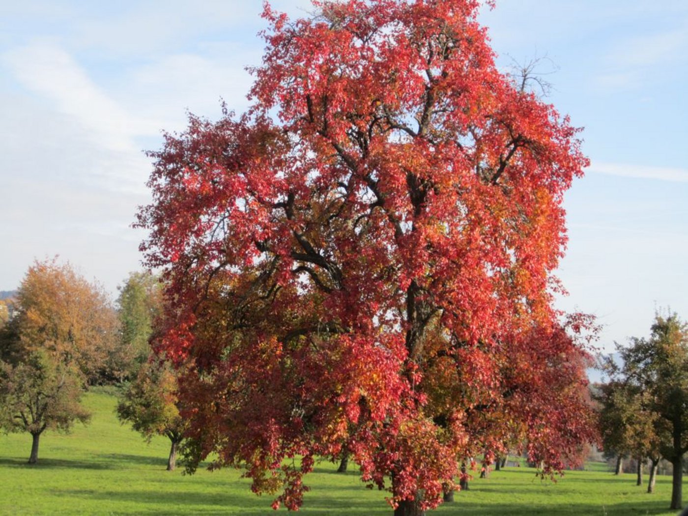 Die Bäume der Schweizer Wasserbirnen prägen das Schweizer Landschaftsbild. (Bild Heidi Scherer)