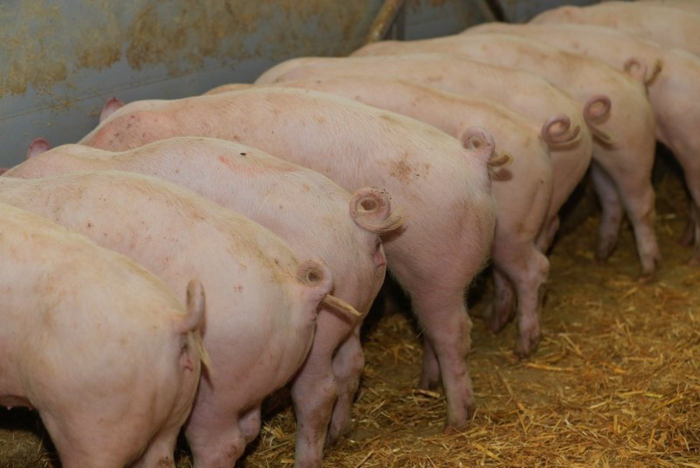 Die aktuelle Inlandversorgung von 93 Prozent ist gemäss der Branchenorganisation ideal. (Bild Peter Röthlisberger)