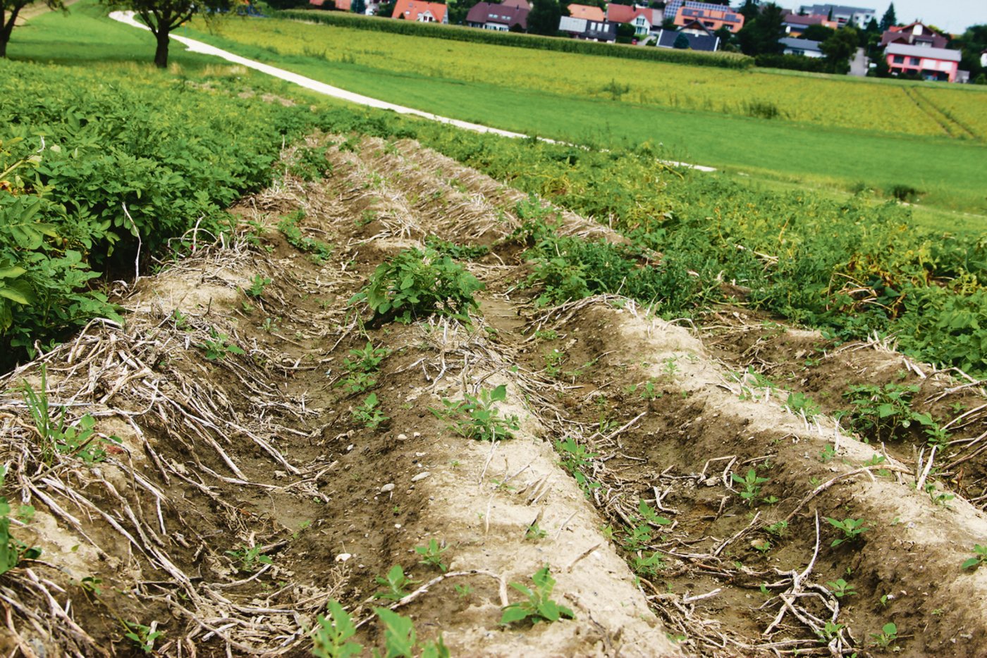 Die Krautzupfmaschine ermöglicht es, Kartoffelstauden ohne Chemie relativ zuverlässig zu vernichten.