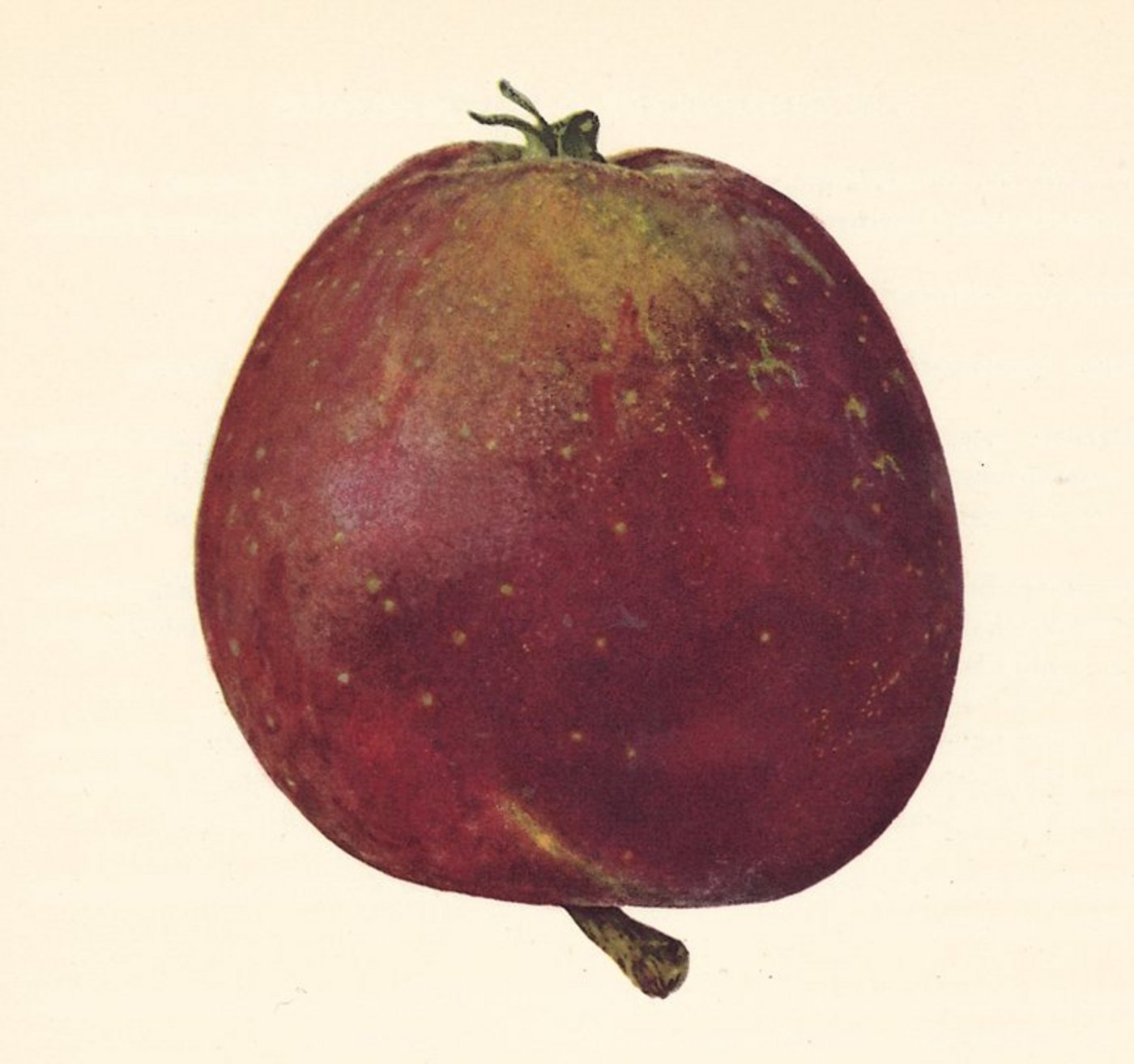 Der Rote Eiserapfel in einer Illustration aus dem Apfelsorten – Verzeichnis des Schweizer Obstverbandes aus dem Jahr 1947. (Bild zVg)