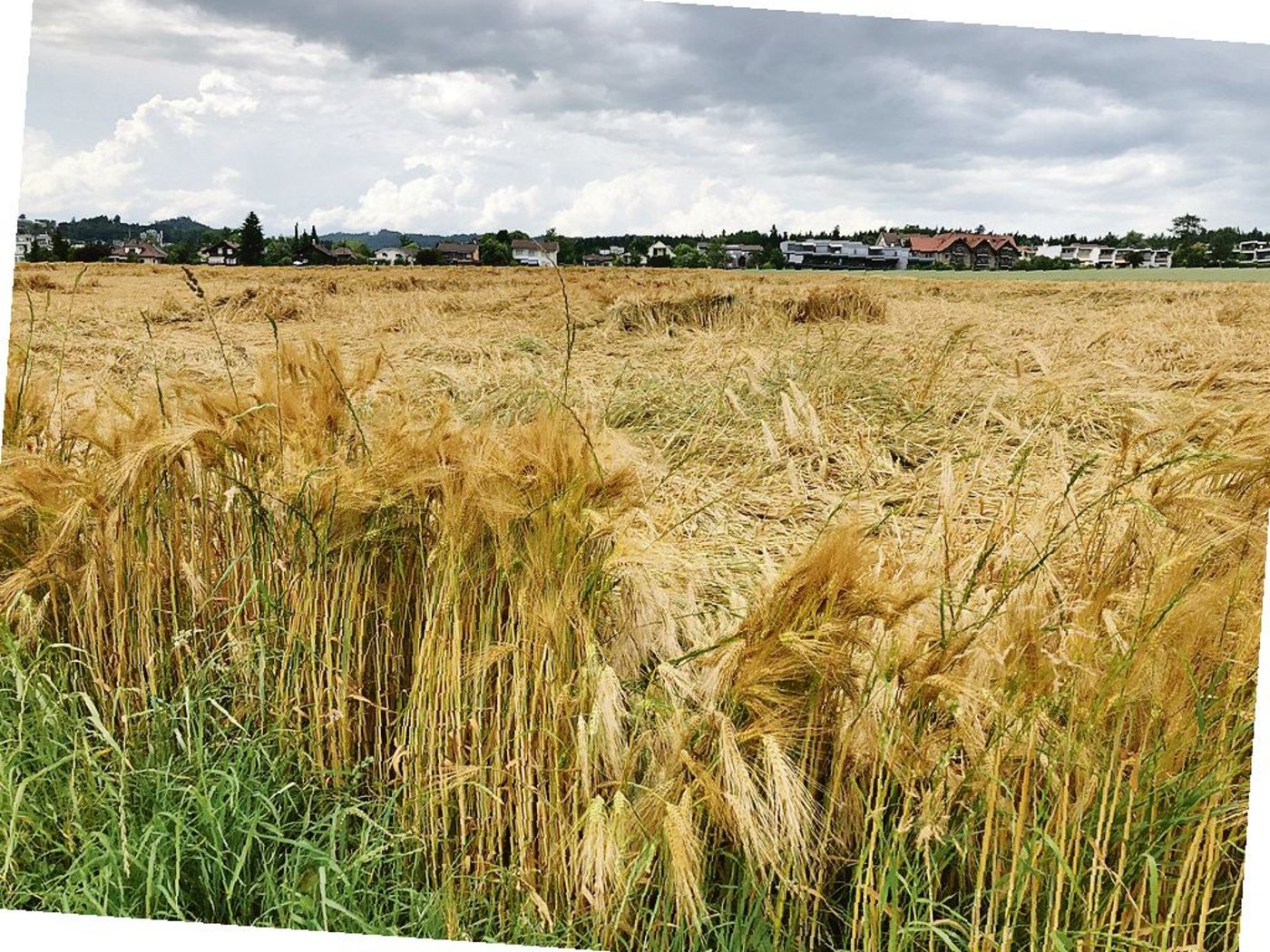 Trotz Unwetter wurde dieses Jahr wenig Lager beobachtet, teilt Swiss Granum mit. (Bild Sera Jane Hostettler)