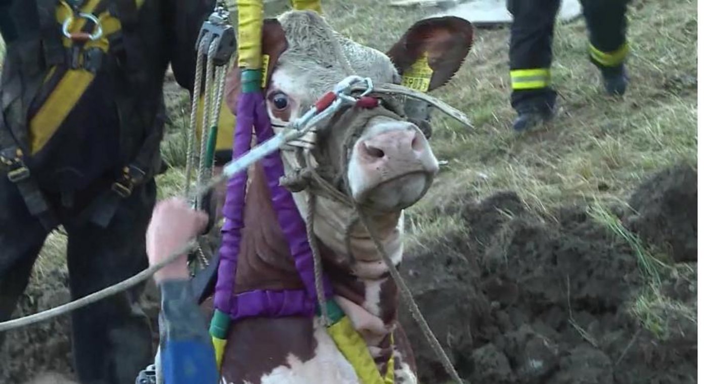 Belinda kam mit einigen Schürfungen, einer Unterkühlung und dem Schrecken davon. (Screenshot TeleM1)