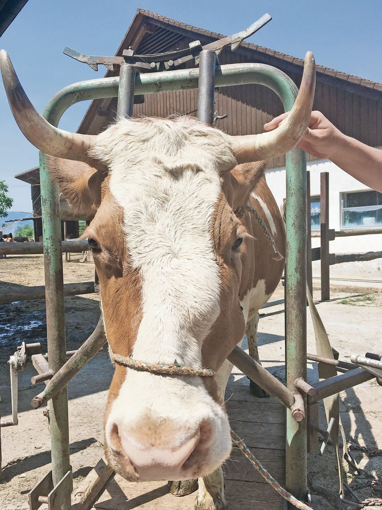 Die Schwellung im Gesicht dieser SF-Kuh ist auch auf dem Foto deutlich erkennbar. (Bild Johanna Probst)