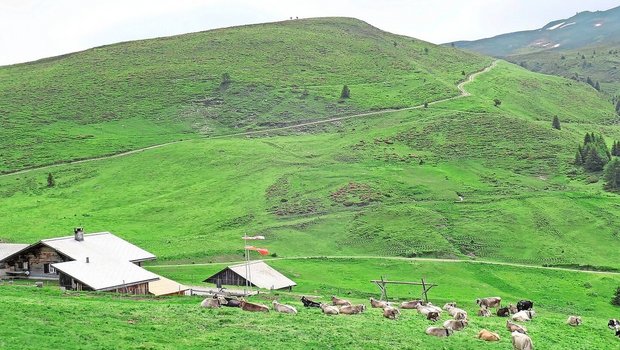 Die Alp dil Plaun li Die Alp dil Plaun liegt oberhalb von Scheid im Domleschg. Sie dient nicht nur als Sömmerungsbetrieb, sondern auch als Forschungsstandort.