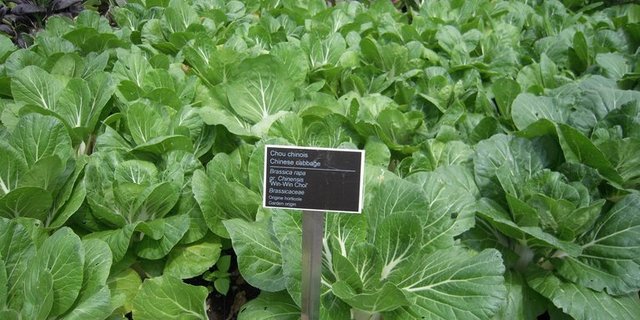 Chinakohl verbreitete sich in Europa seit Anfang des 20. Jahrhunderts. (Bild pd)