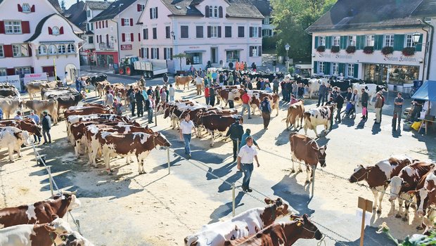 Am 29. September 2021 soll auf dem Andelfinger Marktplatz die traditionelle Regionalviehschau durchgeführt werden. (Archivbild RoMü)
