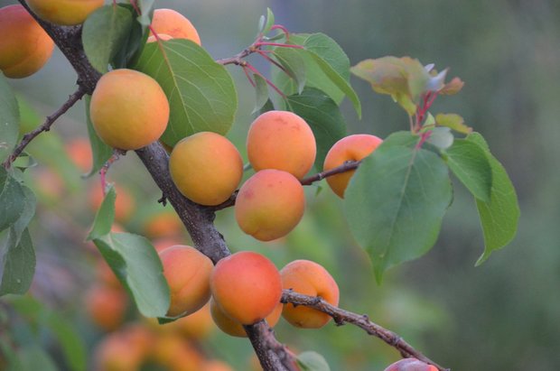 Die süssen orangen Früchte aus dem Wallis werden in diesem Jahr eine seltene Rarität sein. (Bild RuffnerRobinson / Pixabay)