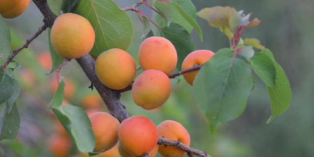 Die süssen orangen Früchte aus dem Wallis werden in diesem Jahr eine seltene Rarität sein. (Bild RuffnerRobinson / Pixabay)