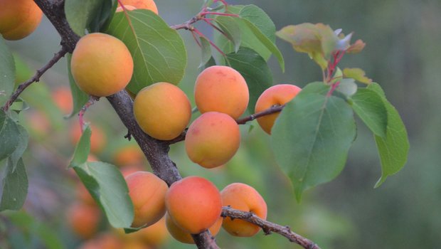 Die süssen orangen Früchte aus dem Wallis werden in diesem Jahr eine seltene Rarität sein. (Bild RuffnerRobinson / Pixabay)