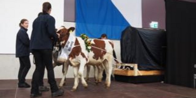 Drei Kälber ziehen bei der Einweihung des Forschung- und Bildunszentrums Agrovet-Strickhof einen für das Zentrum symbolischen Gegenstand auf die Bühne. (Bilder chw)