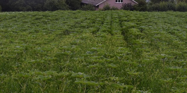 Die Gründüngung ist so gut gekommen, dass sie den Sonnenblumen ziemlich Konkurrenz macht. (Bilder Stefanie Giger) 