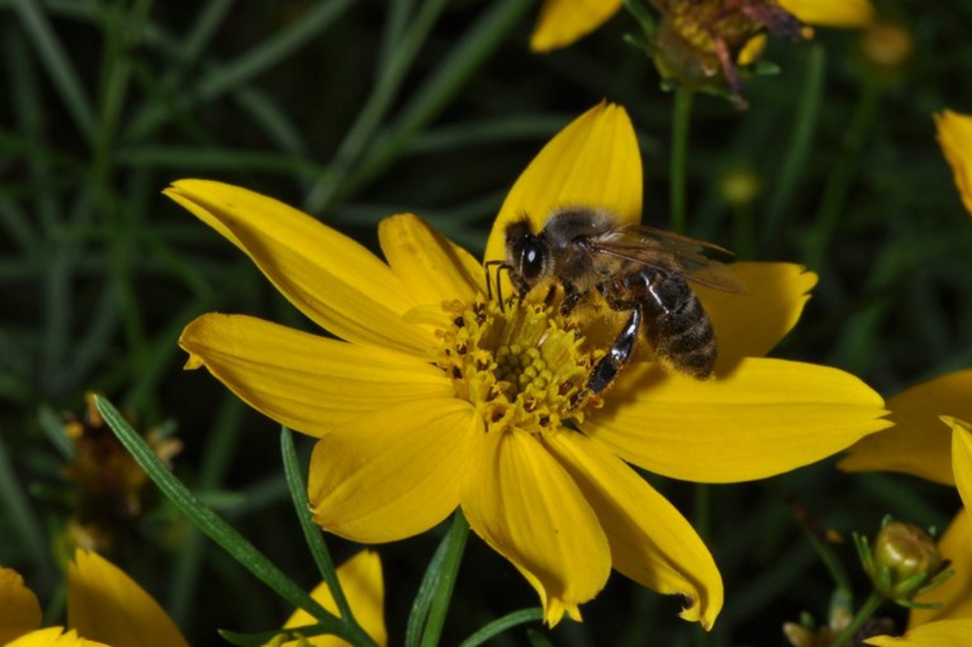 Der VDRB meldet tiefe Winterverluste von Bienen. (Bild lid)