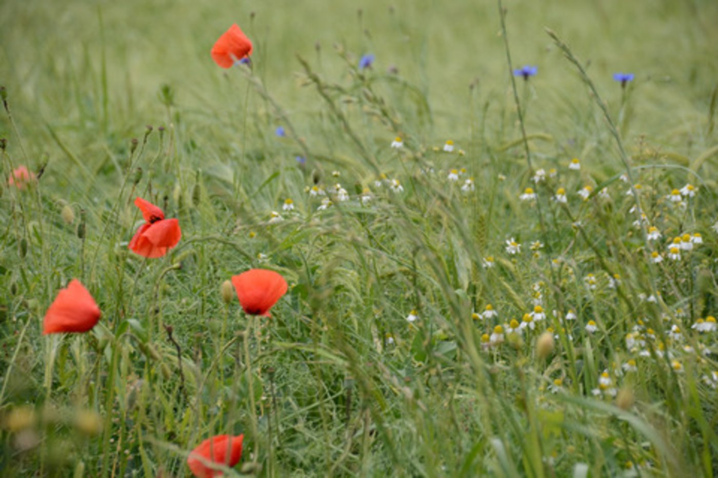 Nicht überall wächst die Ackerbegleitflora von selbst, sobald die Hauptkultur weniger dicht gesät wird; Mancherorts müssen die gewünschten Pflanzen ebenfalls gesät werden. (Bild BauZ)