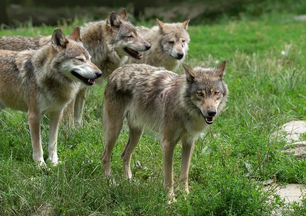 Zwar wirkt ein ganzes Rudel Wölfe bedrohlicher als ein Einzeltier. Laut SRF-Dok richten Wölfe im Familienverband aber weniger Schaden an, als allein umherstreifende Individuen. (Bild Pixabay)